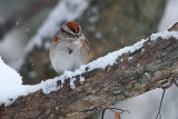 tree-sparrow-82211.jpg