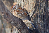 tree-sparrow-82227.jpg