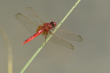 dragonfly-85567.jpg