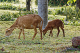goats-10144.jpg