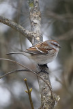 tree-sparrow-86446.jpg
