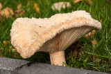 Donzige melkzwam - Lactarius pubescens