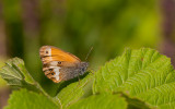 Tweekleurig hooibeestje - Coenonympha arcania