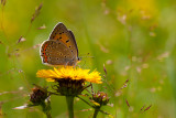 Violette vuurvlinder - Lycaena alciphron