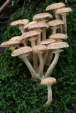 Echte honingzwam - Armillaria mellea