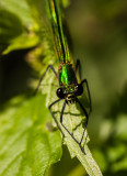 Weidebeekjuffer - Calopteryx splendens