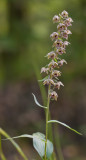 Breedbladige wespenorchis - Epipactis helleborine