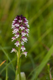 Aangebrande orchis - Neotinea ustulata