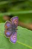 Blauwe vuurvlinder - Lycaena helle