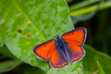 Rode vuurvlinder - Lycaena hippothoe