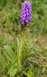 Rietorchis - Dactylorhiza majalis sp praetermissa