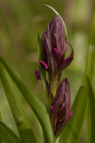 Vleeskleurige orchis - Dactylorhiza incarnata