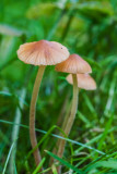 Breeksteeltje - Conocybe sp