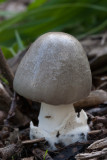 Gewone beurszwam - Volvariella gloiocephala