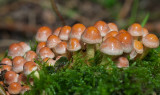 Gewone zwavelkop - Hypholoma fascicularis