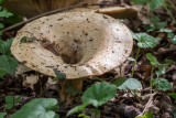 Fijngegordelde melkzwam - Lactarius insulsus