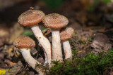 Echte honingzwam - Armillaria mellea