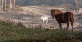 Paarden in Voornes Duin