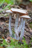 mog Bleke wilgengordijnzwam - Cortinarius urbicus