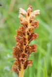 Centauriebremraap - Orobanche elatior