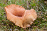 Smakelijke melkzwam - Lactarius deliciosus