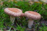 Baardige melkzwam - Lactarius torminosus