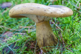 Zwartgroene melkzwam - Lactarius ecator