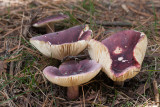 Roodvoetrussula - Russula xerampelina