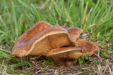 Gewone krulzoom - Paxillus involutus