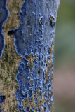 Blauwe korstzwam - Terana caerulea