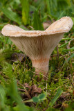 Donzige melkzwam - Lactarius pubescens