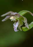 Breedbladige wespenorchis - Epipactis helleborine