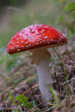 Vliegenzwam.- Amanita muscaria