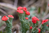 Rood bekermos - Cladonia coccifera