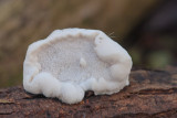 Witte kaaszwam - Tyromyces chioneus