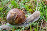 Wijngaardslak - Helix pomatia