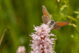 Blauwe vuurvlinder - Lycaena helle