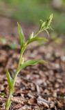 Bleek bosvogeltje - Cephalanthera damasonium
