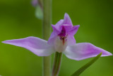 Rood bosvogeltje - Cephalanthera rubra