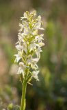 Welriekende nachtorchis