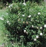 5 yr old gardenia in bloom 9-7-03.JPG