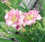 pinkish daylily bloom - zoom.jpg