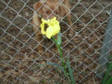 yellow siberian iris.jpg