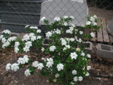 jack yard flowerbed 2007 014.JPG