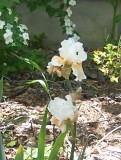 yellow white iris f Lin.JPG