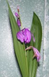 hardy orchid.JPG