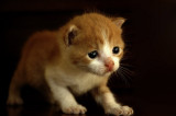 Street Kitten 1