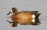 Blue-Winged Teal