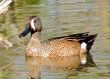 Blue-Winged Teal