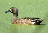 Blue-Winged Teal